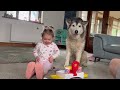 Baby Teaching Her Husky Paw!!🥰.