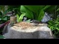 Cat TV for Cats to Watch 😺 Lovely Summer Birds, Squirrels, Chipmunks 🐿 3 Hours 4K HDR 60FPS