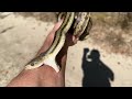 Garter Snake or Rat Snake   END the CONFUSION! (in under 4 minutes)