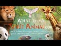 Fox Spirit Animal | Fox Totem & Power Animal | Fox Symbolism & Meanings