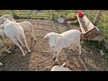 Sheep Vlog Update