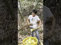 Unique Skills Cutting Bamboo Shoot For Food Sell Vegetable
