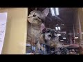 Cat At Petsmart Store September 15, 2024