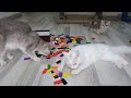 Adorable Cats Vs Dominoes 😻🐶 New Funny Animals 🤣