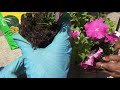 🎊Fun with Planting flowers for kids while quarantine! 🎊