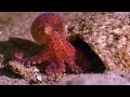 Baby Giant Pacific Octopus by John Roney, Enteroctopus dofleini, OctoNation