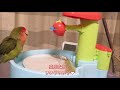 コザクラインコ　お水の知育でお水浴び～