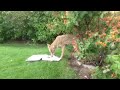 Coyote eating pizza