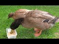 Duckies - Episode 31