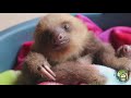 SLOTH PRESCHOOL:  Orphaned Baby Sloths Journey Back to the Wild