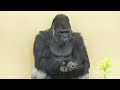 Silverback chases son gorilla around｜Shabani Group