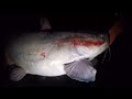 Catching Catfish During A Winter SHAD KILL