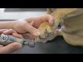 How to Dremel Your Dogs Nails - Do-It-Yourself Dog Grooming