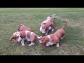 Basset Hound Reunion!