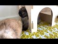 Rabbit Morning Routine | Mochi + Bear