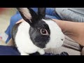 EATING AN APPLE IN FRONT OF A RABBIT