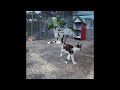 Best Cats Videos 🤣 Funniest Animals 😹