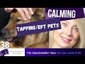 How To Rehabilitate Aggressive & Submissive Dogs | Stop Dog Biting | Grumpy Dog Workshop PT 1