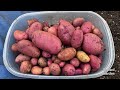 How to Grow Potatoes from Seeds🥔🥔 | Easy DIY Planting Guide