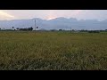 Paddy field 1