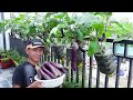I've never seen so many Eggplants, growing Eggplants at home