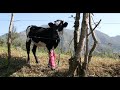 Hiking in an Inhabited Volcano Crater | Pululahua | Ecuador (No Talking)【エクアドル クレーターの中の村 プルラウア】