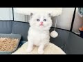 7 Ragdoll Kittens Birth to 4 Weeks Old! So Cute