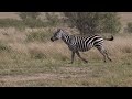 Zany Zebras: Nature's Striped Wonders 4K ~ Animals (Relaxing Music)