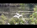 Rhenen de blauwekaamer #wildlife #swan #galloway #wildanimals