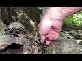 Simple TRAIL CAMERA Hack for Browning Trail Camera and others (2024)