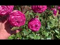 When a Rose Needs Water vs Deadheading | Rose Garden |