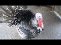 Big Trouble at the Turkey Pen