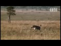 Battle at Kruger: Mother Love! (Giraffe vs Hyena)