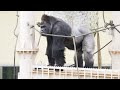 Gorilla With an Injured Leg Gets Angry at Her Son | The Shabani Group