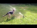 9 month old German Shepard enjoying sprinkler