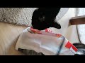 My cats and the mysterious bag