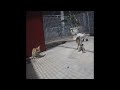 🐕😘 So Funny! Funniest Cats and Dogs 🐱😆 Best Funny Animal Videos #17