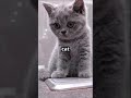 AI Generated Cat Hacker video by pedroj234
