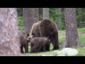 Bear watching in northeastern Finland