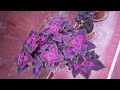 Garden tour |colorful leaf plants |pretty flowers blooming close up view |leaffood |beautiful nature