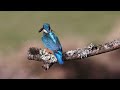 Nature's Melody | Birds Chirping & Piano Music I Beautiful Nature Scene | #meditativemind