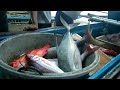 Catching fish part 3 √√√#good guys fishing tv√√√