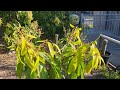 Regrowth in the top garden after some hard pruning. #rarefruits #foodforest