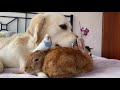 Golden Retriever Dog, Cute Rabbits and Little Budgie - Amazing Pets Friendship!