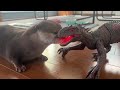 Otters React to Roaring Dinosaur!