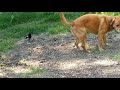 Magpie plays with dog 001