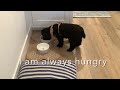 Its Me, Hi I Am Always Hungry