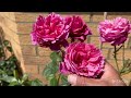 10 most fragrant rose in my garden 2024 part 2