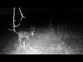 04-21-24 Trailcam Bobcats Coyotes Deer Raccoons
