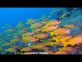 Turtle Paradise 4K - Coral Reefs, Fish & Colorful Sea Life - Soothing Music For The Soul